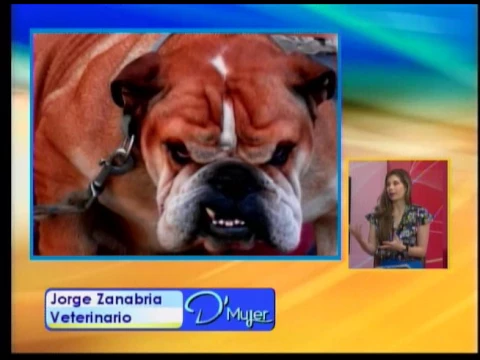 Perros agresivos ¿Nacen o se hacen?