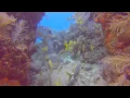 Diving with Key Largo Dive Center