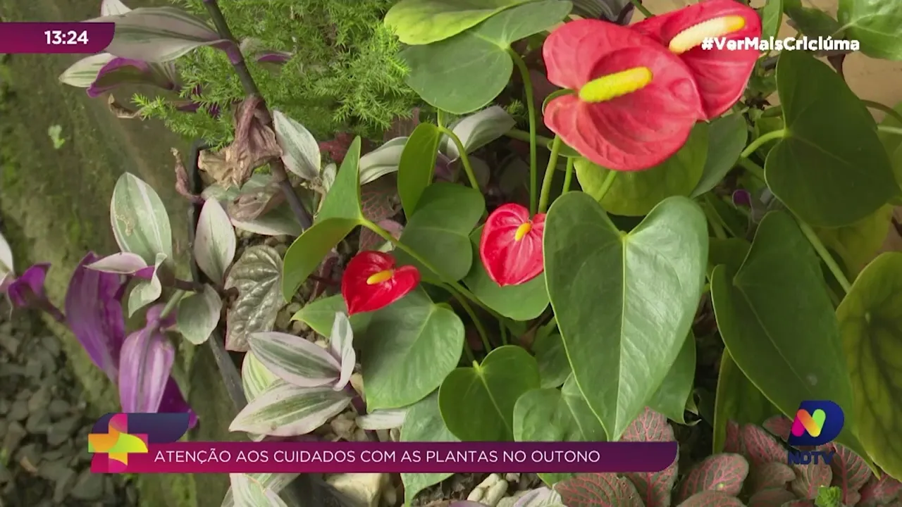 Com a chegada do outono, fique atendo aos cuidados com as plantas na estação