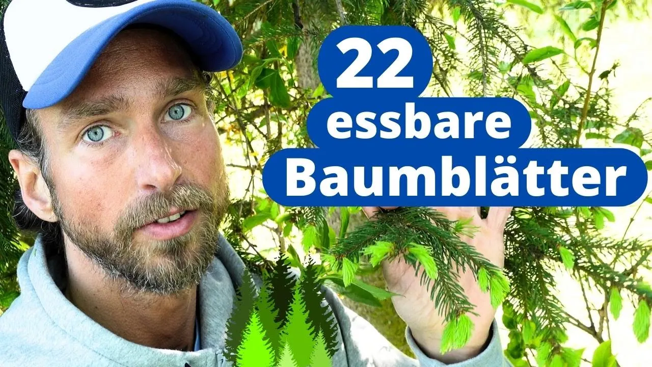 Timo G. zeigt essbare Baumblätter und Blüten wie Weißdorn, Buche und Ahorn als natürliche Superfoods im Wald