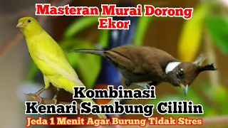 Download MASTERAN MURAI BATU KOMBINASI KENARI SAMBUNG CILILIN JERNIH MP3
