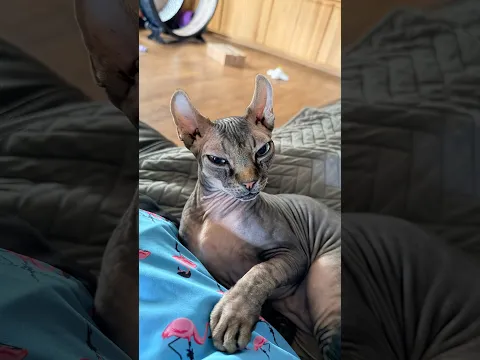 Life With Tiny Wrinkled Aliens 😹👽 | Sphynx Cats