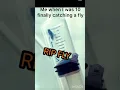 Download Lagu Feels good to catch flies for some reason #fly #meme  #short