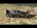 It s absurd it s inhumane Dead birds found in new area of Billings