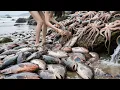 Download Lagu Xiaozhang Encountered A Large Stone Spotted Fish, But Was Unexpectedly Played With