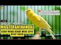 Lagu KENARI FIGHTER LANGSUNG RESPON DENGAR PANCINGAN SUARA KENARI GACOR #kenarijuara #canary #kicaumania