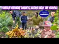 DESA YANG SEJUK MEMBAWA BERKAH, WAKTUNYA MEMANEN JAHE DIKEBUN SENANG SEKALI JAHENYA BAGUS MELIMPAH