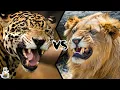 JAGUAR VS LION - Who will win this battle