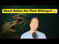 Shark Embryos That Eat Their Siblings in the Womb