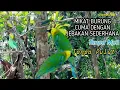 Pikat Burung Cucak Ranting || Tanpa Getah Pulut Dan Mp3