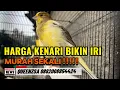 Lagu KENARI SERI HARGA MURAH SEKALI !!!!!!