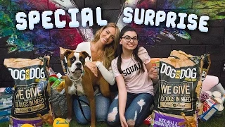 BOXER RESCUE w BRYANA HOLLY