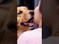 Download Lagu Dog kissing | Fantastic Video #dog #doglover #kiss #kissing