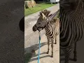 What sounds does a zebra make?
