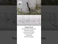 Download Lagu Burung Elang Magpie | Perpustakaan Suara Making Africa Heard