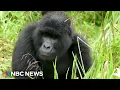 Scientist settles the viral 100 men vs gorilla debate