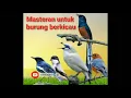 Download Lagu Masteran burung berkicau suara mantep ,durasi 1 jam