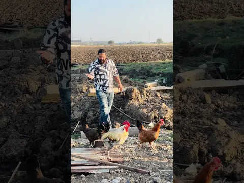 Bacchi ne khaya kala murga🤣