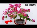 SECRETS to grow Bougainvillea in Bonsai pot get MORE flowers