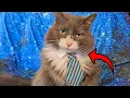Your Cat Will Look Dapper In THIS Pet Bow Tie Set