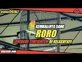 Download Lagu Kembalinya Sang RORO Lovebird TERFIGHTER DIKELASNYA!!!