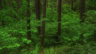 مناظر 18 نبات أشجار غابات 