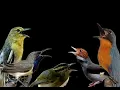 Download Lagu Suara pikat burung ribut andalan @SoboAlas-m4o1s