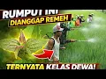 Lagu DIANGGAP REMEH TERNYATA KELAS DEWA || Pestisida Nabati dari Rumpyt Wedusan 