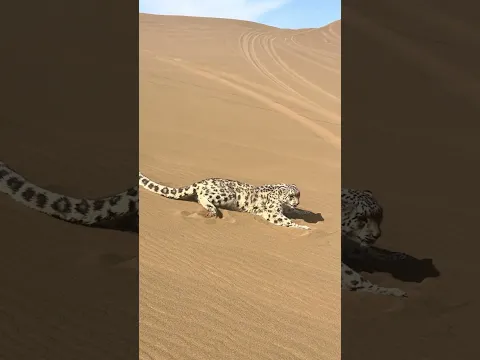 Real Sand Leopard, One Of A Kind 正宗沙尘豹 难得一见 #animals 【跟着图尔去旅行】