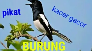 Download Suara Burung KACER Gacor 2020 . MP3