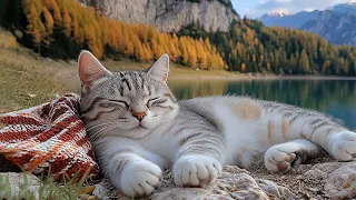 12 Hours Of Relaxation Music For Cats Calm Vibes Cat TV Peaceful Rest Tunes No Ads 