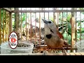 Download Lagu Suara Asli Burung Tepus Pipi Perak Gacor ‼️ Bukan MP3 Abal\