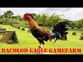 Lets Visit The Farm Of Bacolod Eagle Gamefarm