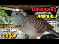 Perkutut Lokal Gacor Suara Besar Cocok Untuk Pancingan Burung Perkutut Agar Bunyi
