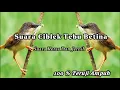 Ciblek Tebu Betina Cocok Untuk Pacingan Dan Masteran || 99% Langsung Nyaut‼️