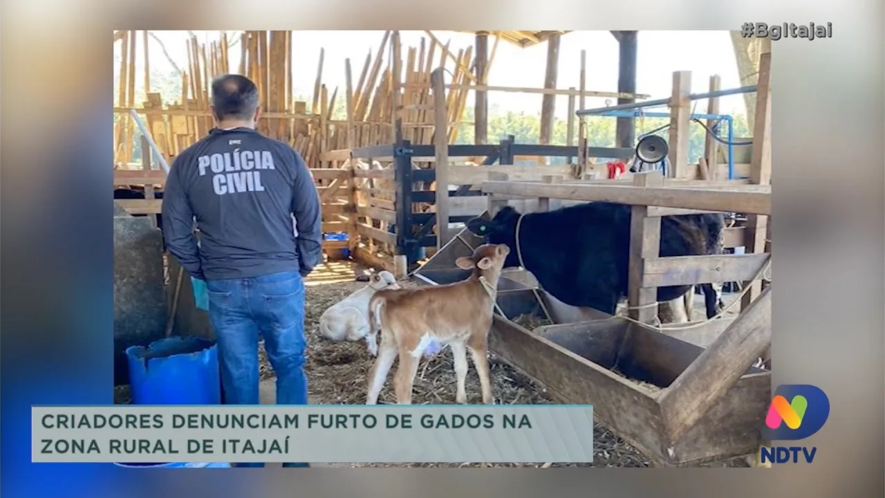 Gados, ovelhas e porcos, estão sendo furtados na zona rural de Itajaí