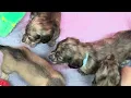 Gabanna s J Litter 4 Weeks Old