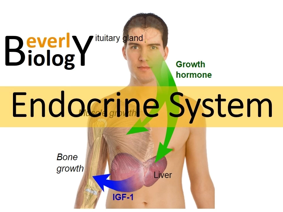 Hormones & the Endocrine system (updated)