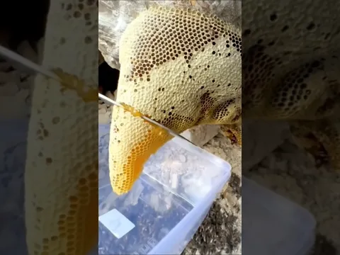 خلية عسل بوطويق من موسم السدر الحمدلله