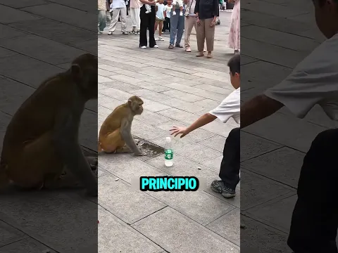 Este niño ayudó a un mono sediento 🐒💧 #youtubeshorts
