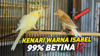 try to answer myth or fact isabel canaries are definitely female