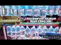 Download Lagu REVIEW HARGA IKAN CHANNA TERJANGKAU MUALI DARI 30K. ADA YANG SSB LOH