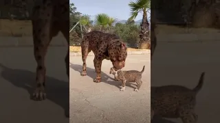  سمير  شيكا دندنها