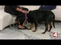 Extended interview St Louis County Pet Adoption Center waiving fees this weekend