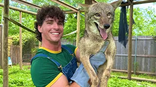 Catching the Coyote that Ate My Son