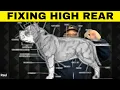 Master Dog Breeding - High Rear Problems SOLVED American Bully