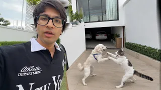 Oreo Ki Ladai Hogyi 😲 Cat Se 