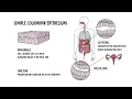 Epithelial Tissue and Epithelial Cells Explained Clearly