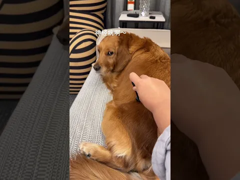 Dog: Just how many faces can a dog have #dog #goldenretriever #pets #funny #cute