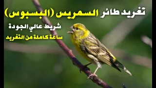تغريد طائر السمريس البسبوس الزخنين Chant Du Serin Cini El Verdecillo 